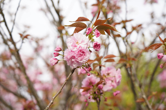 樱花