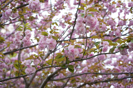 樱花