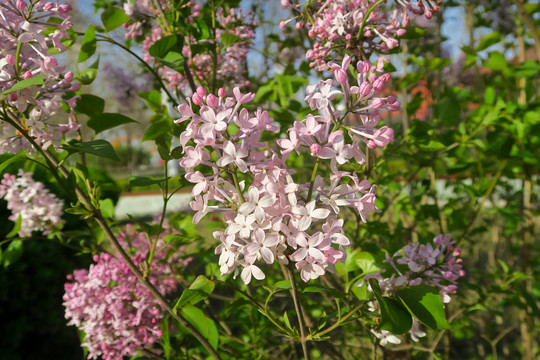 丁香花