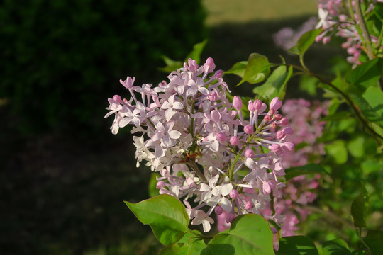 丁香花