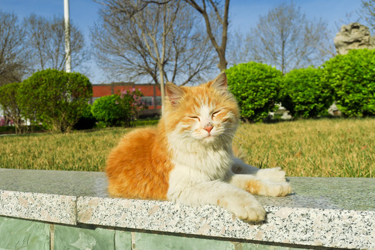 流浪猫