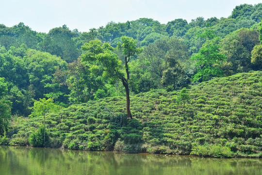 普洱茶茶山