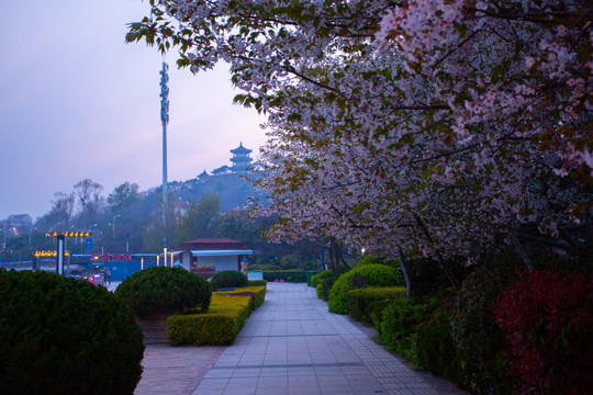 樱花春天青岛