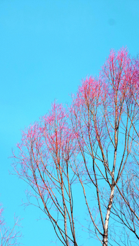 春天的红柳树
