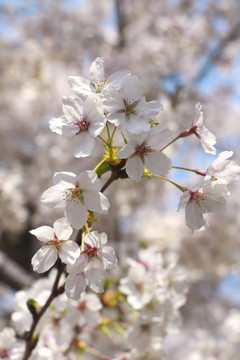 樱花