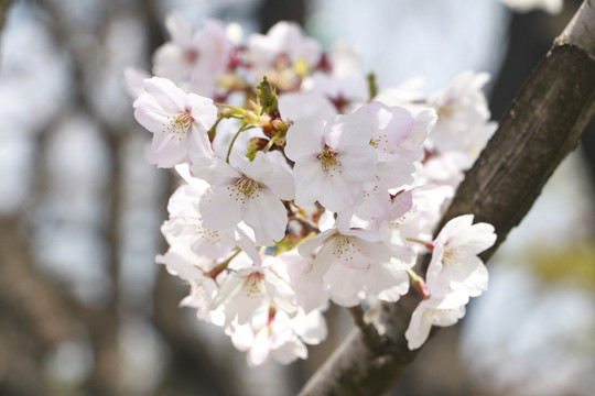 樱花