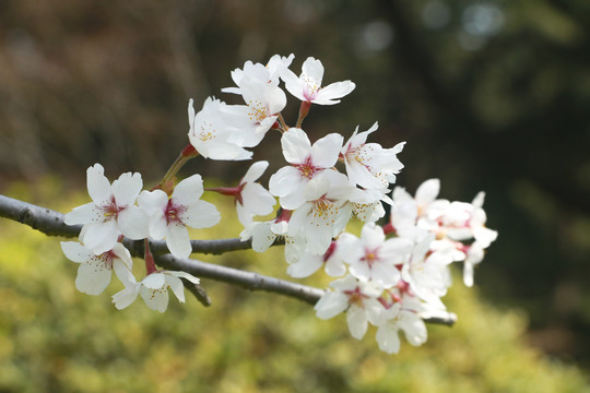 樱花