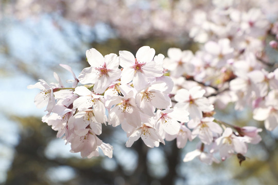 樱花