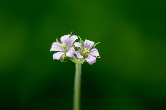 花卉素材