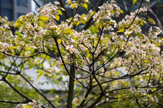 油桐花素材