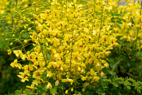 花卉素材