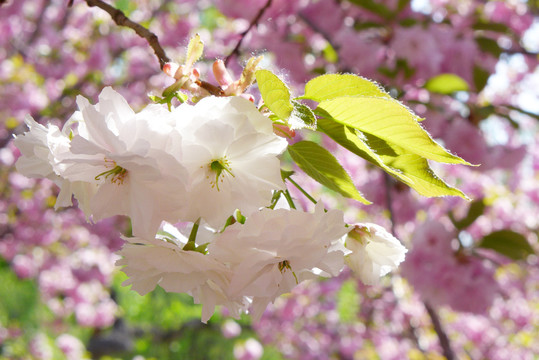 白色樱花特写