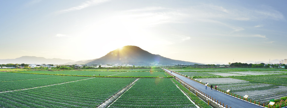 漳州水仙花海全景图