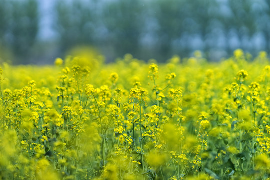 油菜花