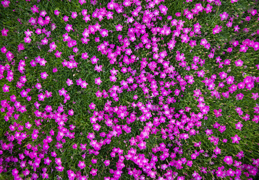 鲜花背景