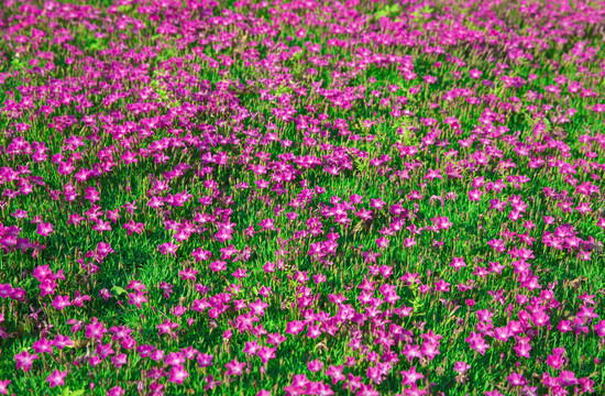 鲜花背景