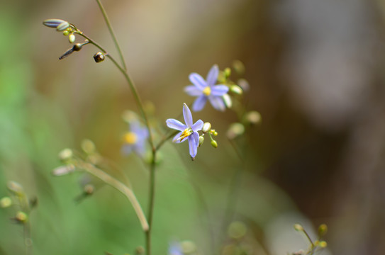 山菅兰