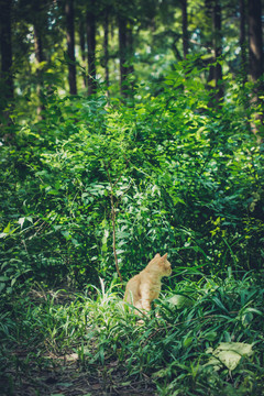 野猫