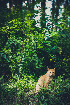 野猫