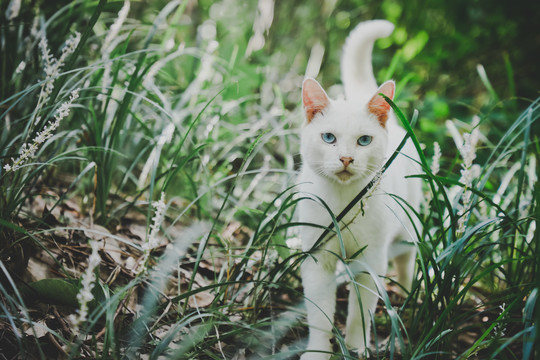 野猫