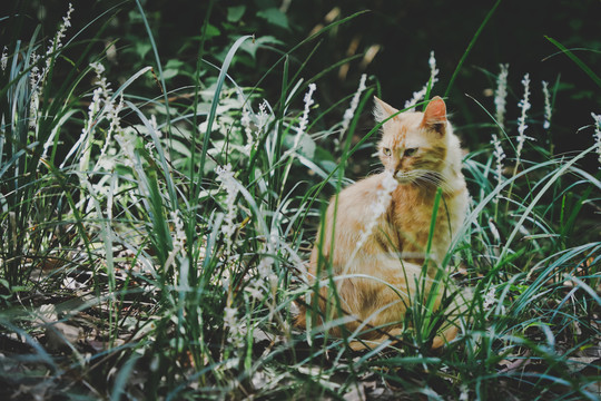 野猫