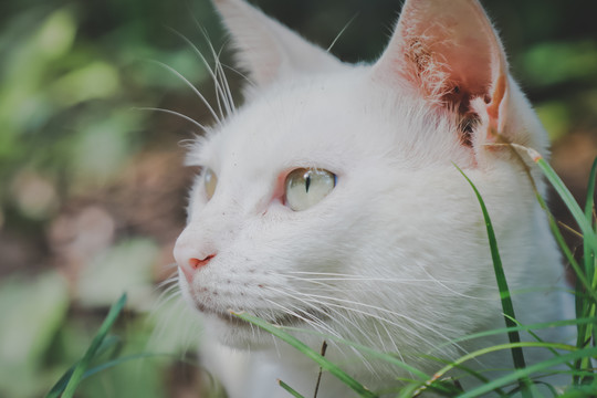 野猫