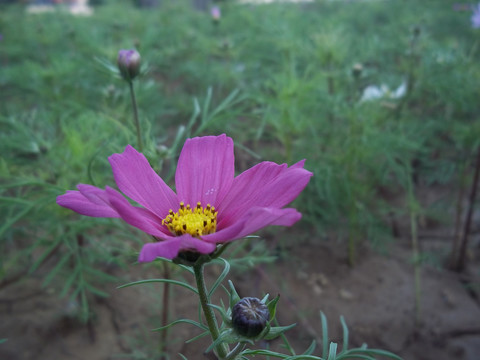 红色的秋英花