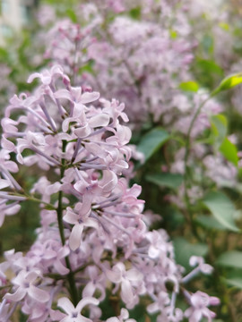 丁香花