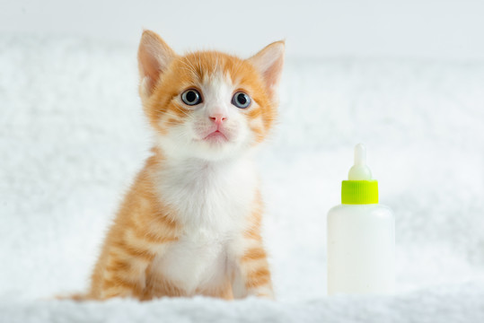 小奶猫和奶瓶