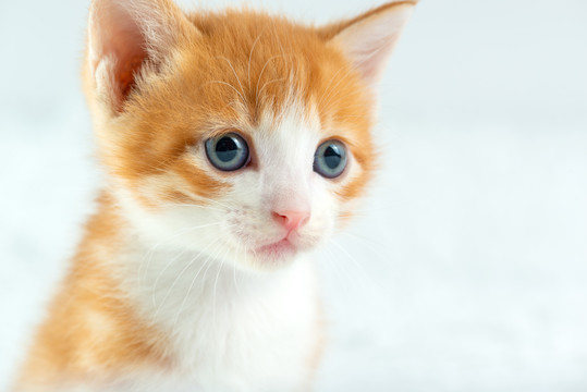 幼猫小奶猫橘猫