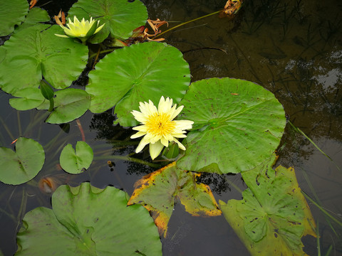 浅黄莲花