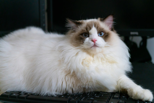 一只卧在键盘上的蓝眼双色布偶猫
