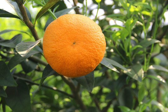 果园橘子