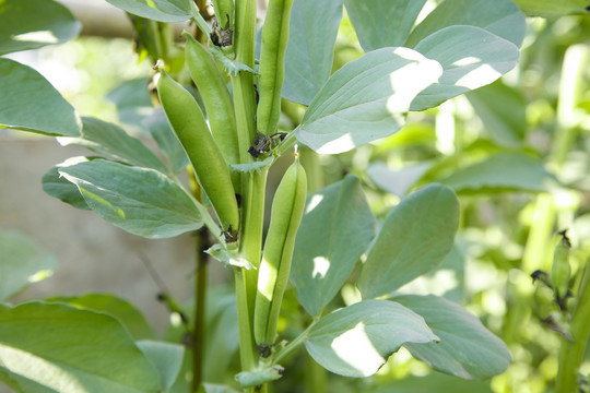 蚕豆种植