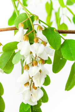槐樹(shù)花