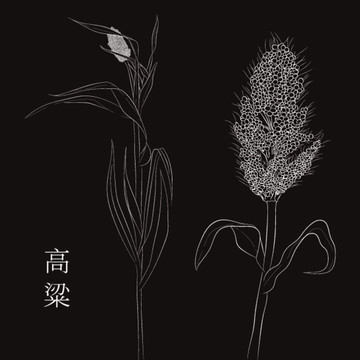 高粱矢量插畫