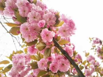 樱花  天空