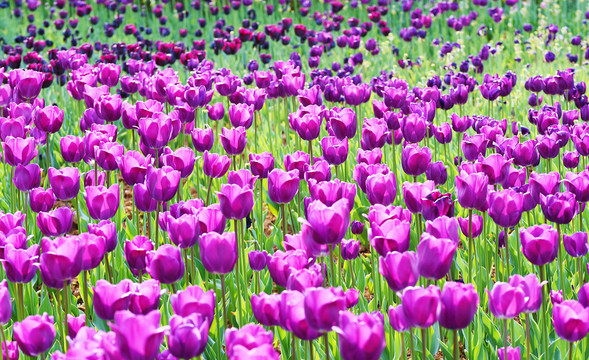 郁金香花田