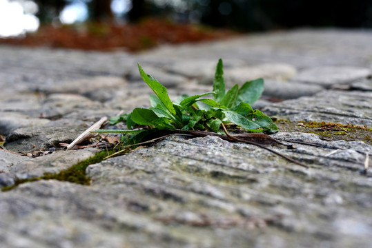 野草