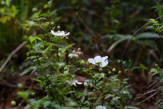 野草莓花