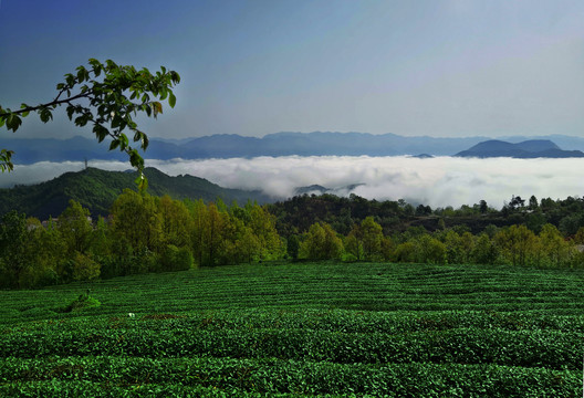 茶山