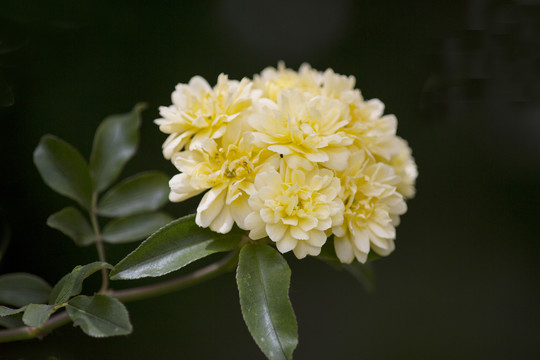 黄木香花素材