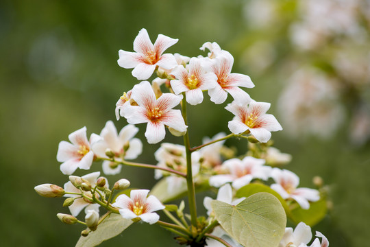 油桐花