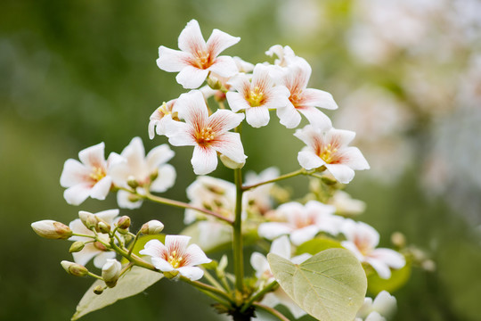 油桐花