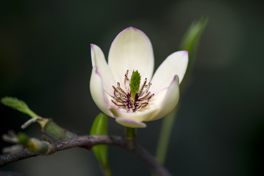 栀子花素材