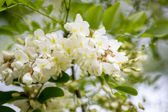 槐花素材