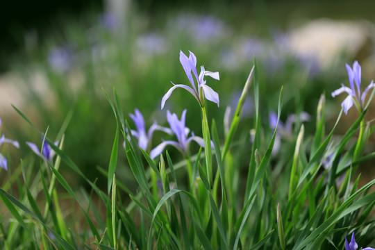 马兰花