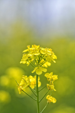 油菜花