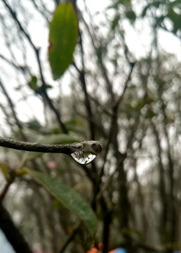 树枝雨滴