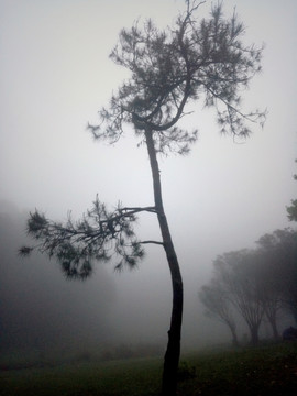 雾中植物